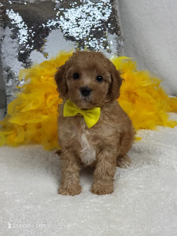 Mia's Yellow Boy – Cavapoo puppy for sale in Bullard, TX