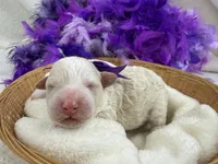 Elsa's Purple Girl, a female Miniature Bernedoodle for sale in Bullard, TX – 2 of 4