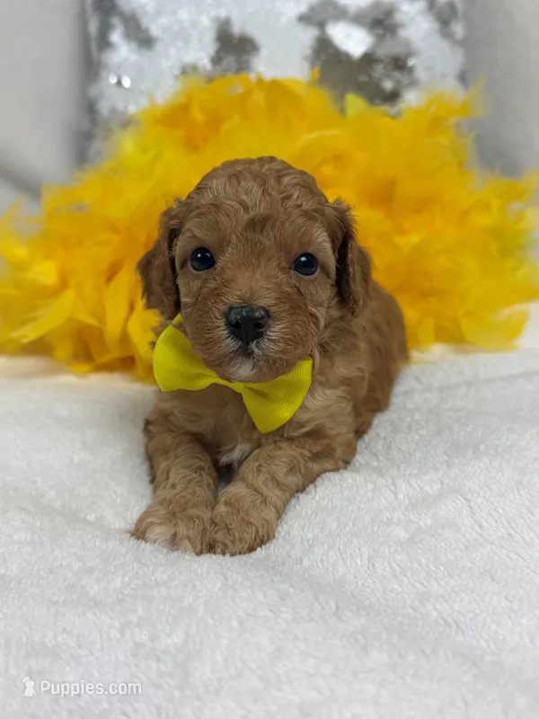 Mia's Yellow Boy – Cavapoo puppy for sale in Bullard, TX