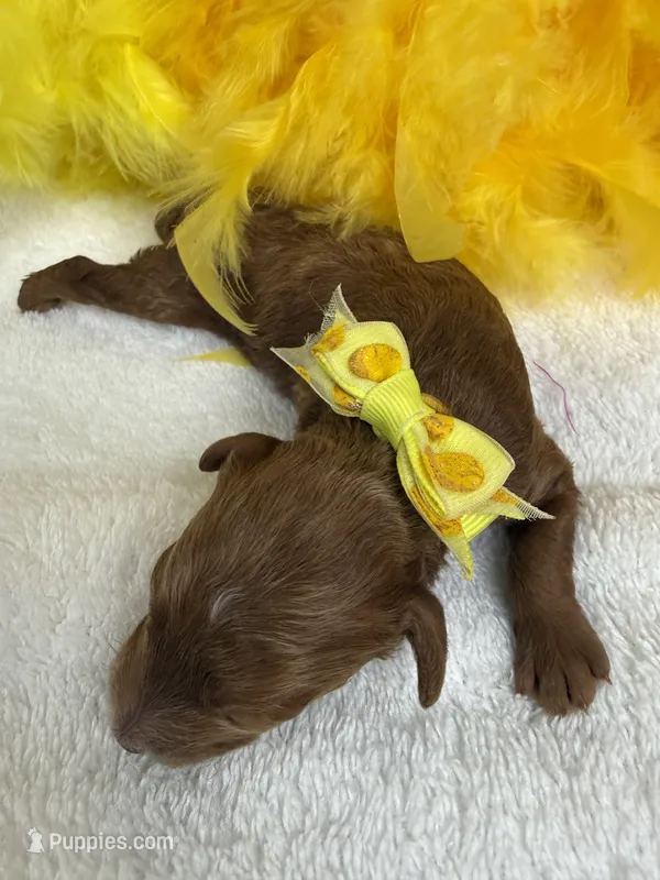 Tally's Yellow Boy – Poodle - Miniature  puppy for sale in Bullard, TX