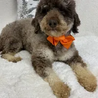 Frankie, a male Poodle - Miniature  for sale in Bullard, TX – Photo 1 of 2