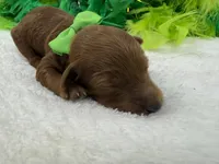 Brinley's Green Boy, a male Miniature Goldendoodle for sale in Bullard, TX – 2 of 2