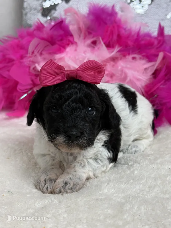 Princess Pink Girl – Poodle - Toy  puppy for sale in Bullard, TX