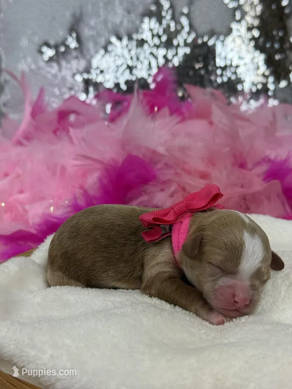 Rae Rae Pink Girl – Cavapoo puppy for sale in Bullard, TX