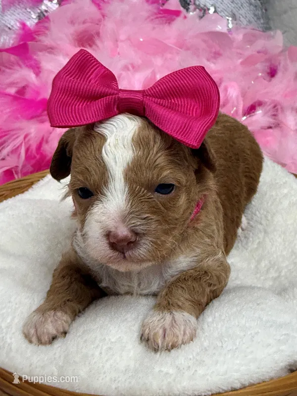Rae Rae Pink Girl – Cavapoo puppy for sale in Bullard, TX