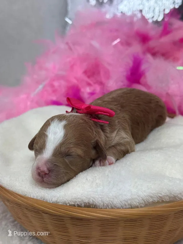 Rae Rae Pink Girl – Cavapoo puppy for sale in Bullard, TX