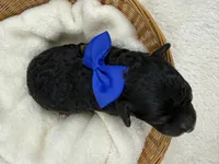 Elsa's Blue Boy, a female Miniature Bernedoodle for sale in Bullard, TX – 2 of 6
