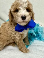 Rae Rae Blue Boy, a male Cavapoo for sale in Bullard, TX – 7 of 7