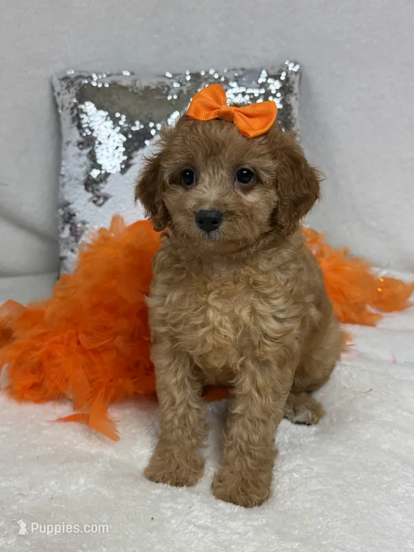 Mia's Orange Girl – Cavapoo puppy for sale in Bullard, TX