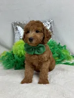 Scarlett's Green Boy, a male Poodle - Miniature  for sale in Bullard, TX – 1 of 7