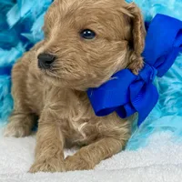 Mia's Blue Boy, a male Cavapoo for sale in Bullard, TX – 7 of 7
