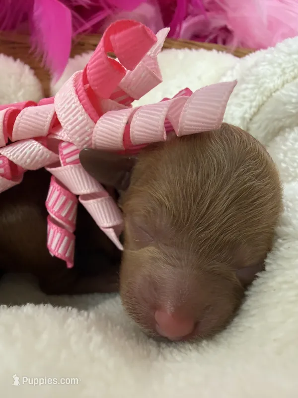 Jules Pink Girl – Poodle - Miniature  puppy for sale in Bullard, TX