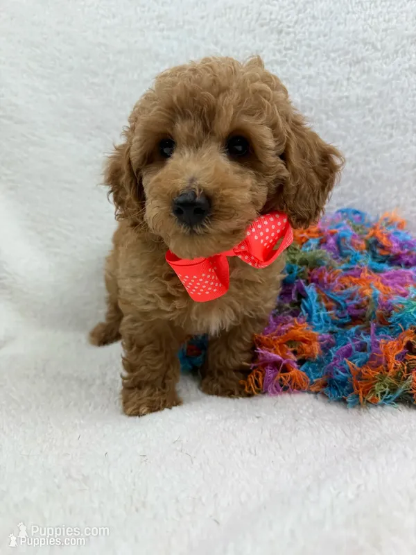 Aspen's Coral Boy – Miniature Bernedoodle puppy for sale in Bullard, TX