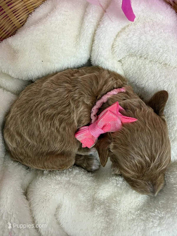 Peaches Pink Girl – Poodle - Miniature  puppy for sale in Bullard, TX
