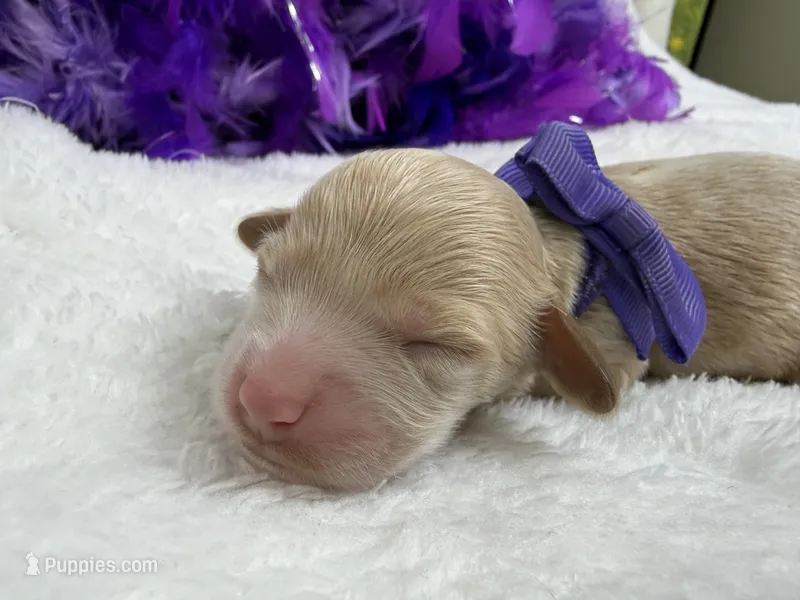 Kylie's Purple Girl – Cockapoo puppy for sale in Bullard, TX