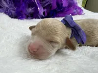 Kylie's Purple Girl, a female Cockapoo for sale in Bullard, TX – 1 of 2