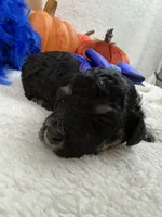 Elsa's Blue Boy, a female Miniature Bernedoodle for sale in Bullard, TX – 5 of 6