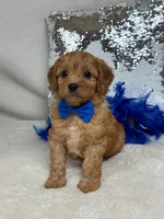 Mia's Blue Boy, a male Cavapoo for sale in Bullard, TX – 2 of 7