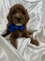 Peaches Blue Boy, a male Poodle - Miniature  for sale in Bullard, TX – 4 of 8