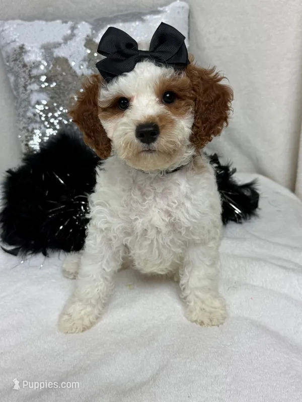 Ellie's Black Girl – Cavapoo puppy for sale in Bullard, TX