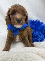 Peaches Blue Boy, a male Poodle - Miniature  for sale in Bullard, TX – 6 of 8