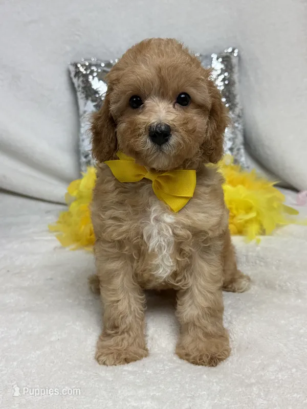 Mia's Yellow Boy – Cavapoo puppy for sale in Bullard, TX