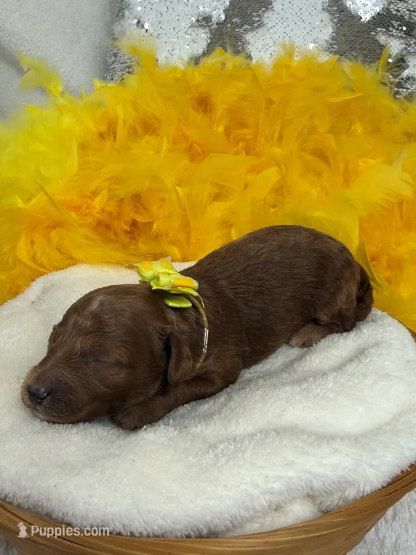 Tally's Yellow Boy – Poodle - Miniature  puppy for sale in Bullard, TX