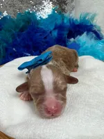 Riley Blue Boy, a male Cavapoo for sale in Bullard, TX – Photo 2 of 2