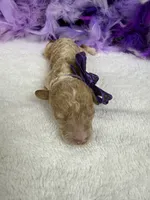 Tally's Purple Girl, a female Poodle - Miniature  for sale in Bullard, TX – 1 of 1