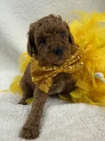 Jules Yellow Boy, a male Poodle - Miniature  for sale in Bullard, TX – 5 of 7