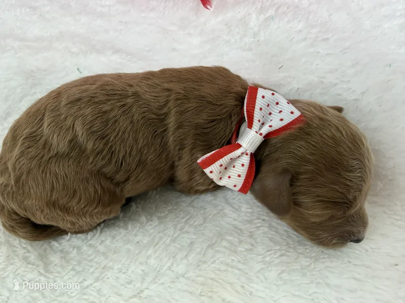 Brinley's Red Boy – Miniature Goldendoodle puppy for sale in Bullard, TX