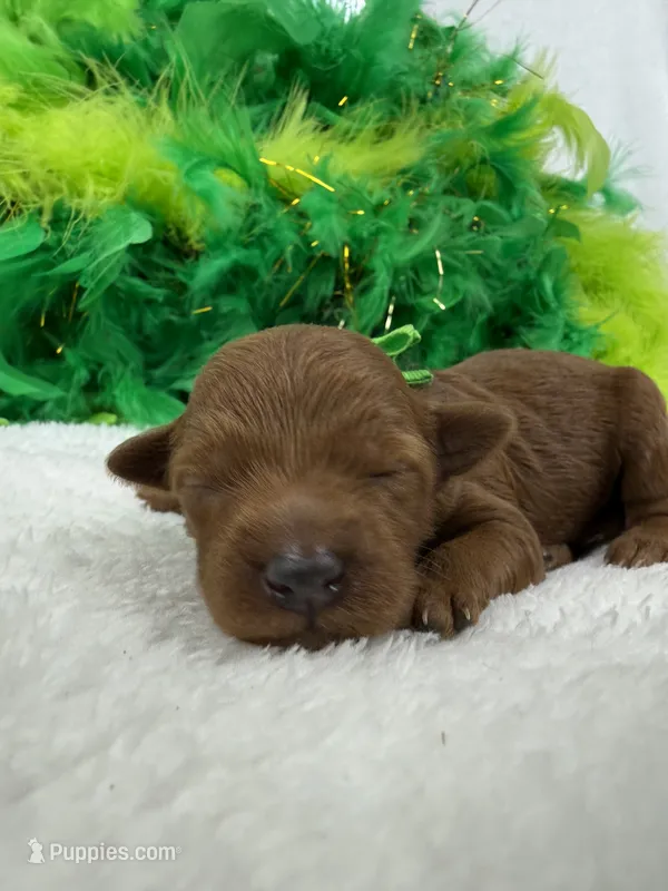 Brinley's Green Boy – Miniature Goldendoodle puppy for sale in Bullard, TX