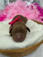 Mia Pink Girl, a female Cavapoo for sale in Bullard, TX – 1 of 1