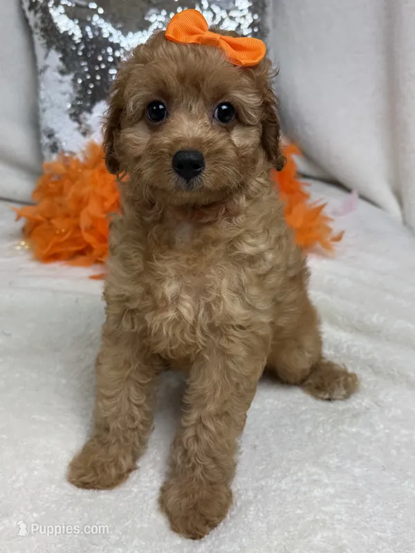 Mia's Orange Girl – Cavapoo puppy for sale in Bullard, TX