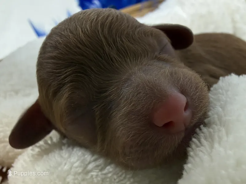 Jules Blue Boy – Poodle - Miniature  puppy for sale in Bullard, TX