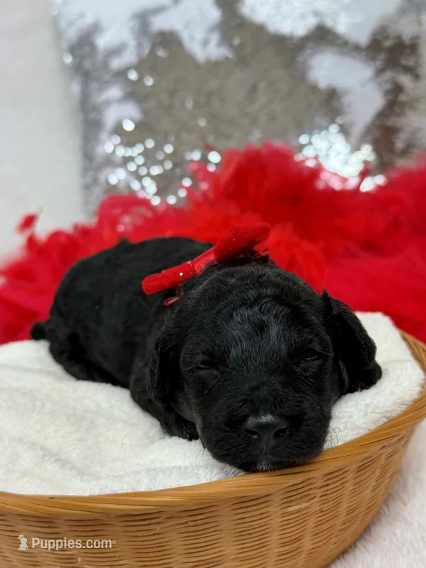 Cici's Red Boy – Poodle - Miniature  puppy for sale in Bullard, TX