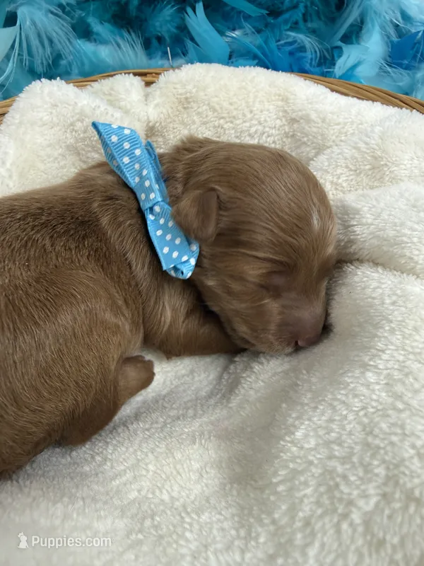 Brinley's Blue Boy – Miniature Goldendoodle puppy for sale in Bullard, TX