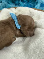 Brinley's Blue Boy, a male Miniature Goldendoodle for sale in Bullard, TX – 1 of 3