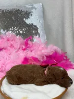Tilly Pink Girl, a female Poodle - Miniature  for sale in Bullard, TX – Photo 1 of 2