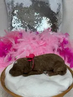 Tilly Pink Girl, a female Poodle - Miniature  for sale in Bullard, TX – Photo 2 of 2