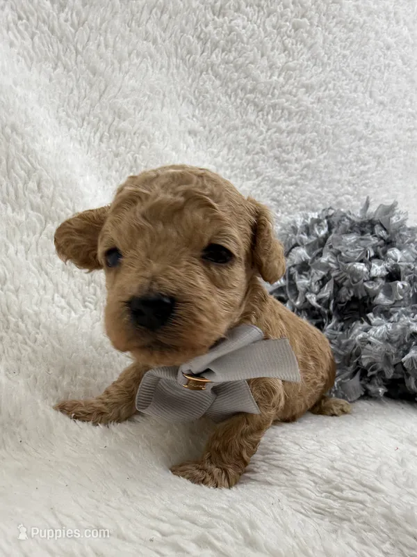 Chloe's Silver Boy – Maltipoo puppy for sale in Bullard, TX