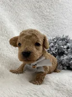 Chloe's Silver Boy, a female Maltipoo for sale in Bullard, TX – 1 of 1