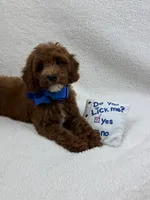 Peaches Blue Boy, a male Poodle - Miniature  for sale in Bullard, TX – 8 of 8