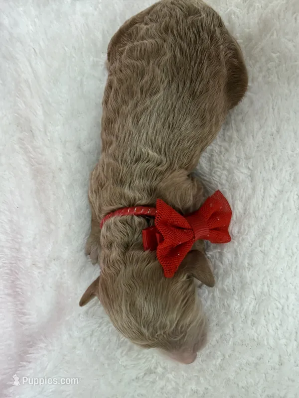 Kylie's Red Boy – Cockapoo puppy for sale in Bullard, TX