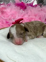 Riley Pink Girl, a female Cavapoo for sale in Bullard, TX – Photo 2 of 2