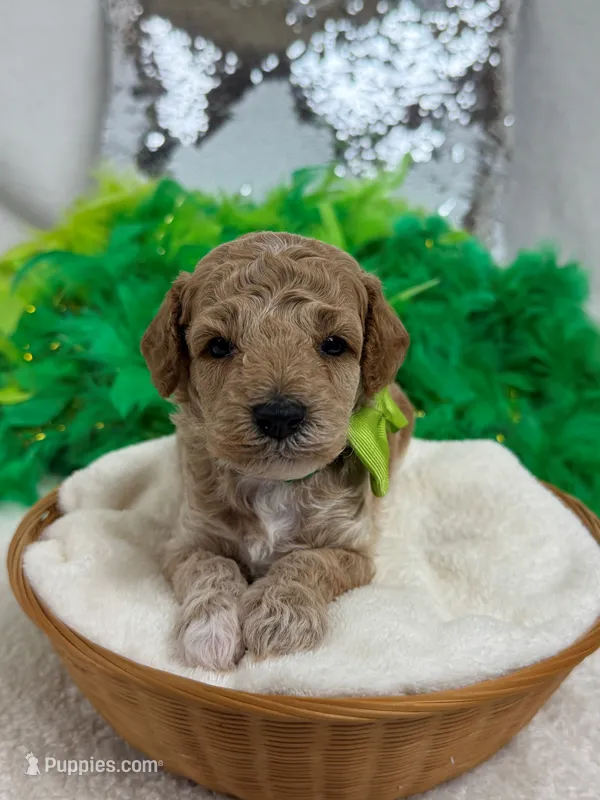 Tally's Green Boy – Poodle - Miniature  puppy for sale in Bullard, TX