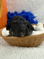 Elsa's Blue Boy, a female Miniature Bernedoodle for sale in Bullard, TX – 3 of 6