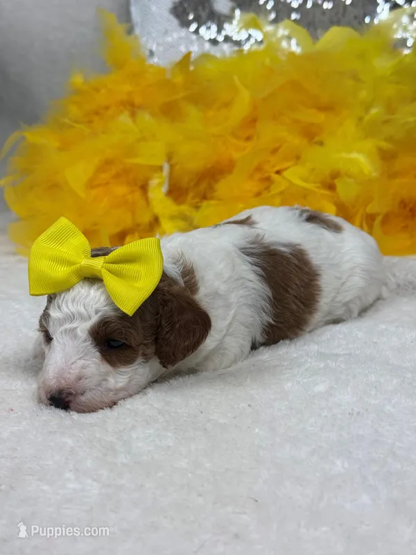 Ellie's Yellow Girl – Cavapoo puppy for sale in Bullard, TX