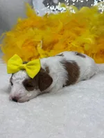 Ellie's Yellow Girl, a female Cavapoo for sale in Bullard, TX – 4 of 7