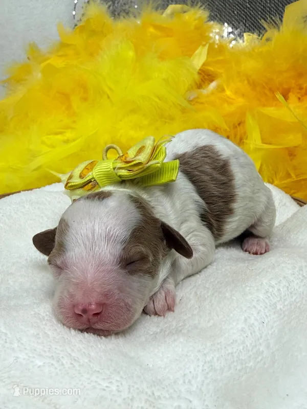 Ellie's Yellow Girl – Cavapoo puppy for sale in Bullard, TX